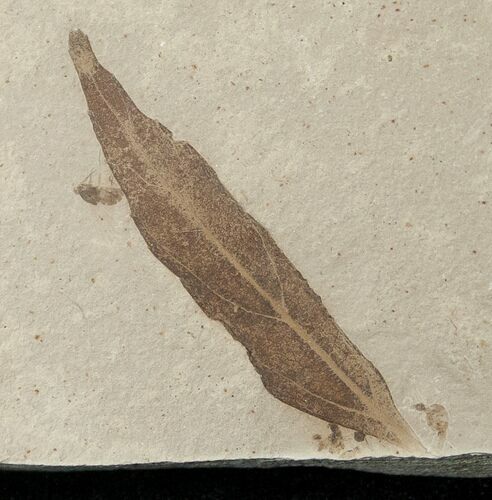 Fossil Populus Leaf w/ Insect - Green River Formation #16287